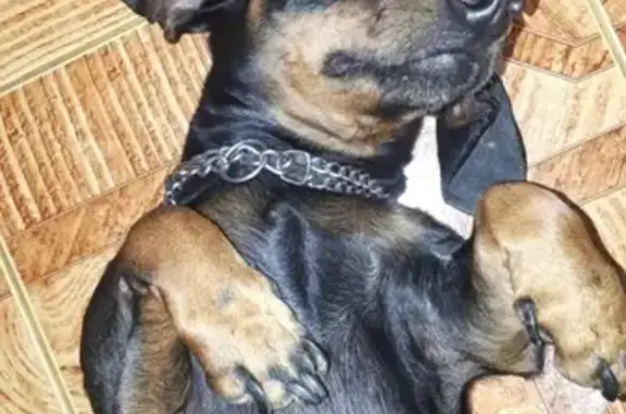 Собака найдена в районе Кужорского переезда Майкоп