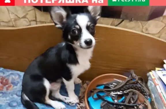 Найдена собака в Русском поле, ищем хозяина