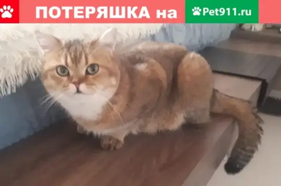 Пропала кошка Теодор, Ростов-на-Дону, Озарённая улица, 12А