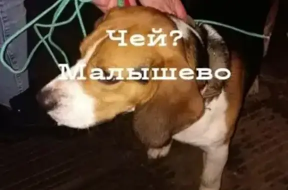 Найдена собака в Бронницах - SOS!