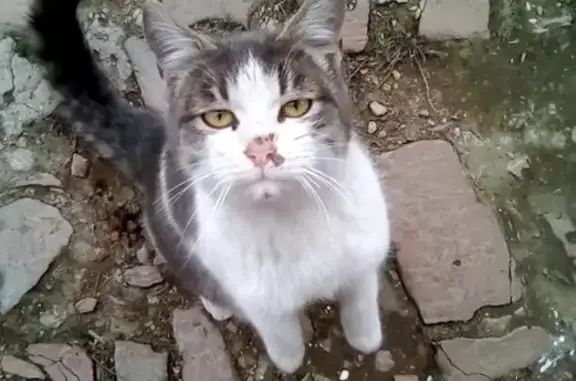 Серенькая кошка ищет новый дом: ул. Щукина, 78, Астрахань.