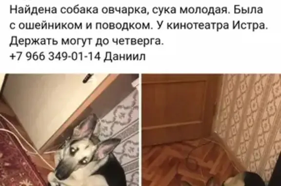 Собака найдена в Видном - SOS!