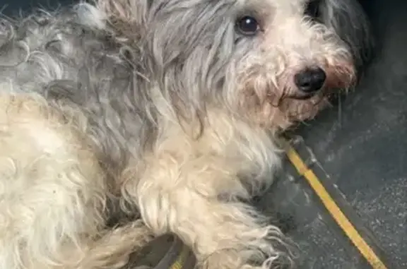 Найдена собака в Туле - SOS!