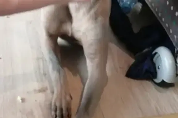Пропала собака Тайский риджбек Лавр, Москва, Открытое шоссе 25