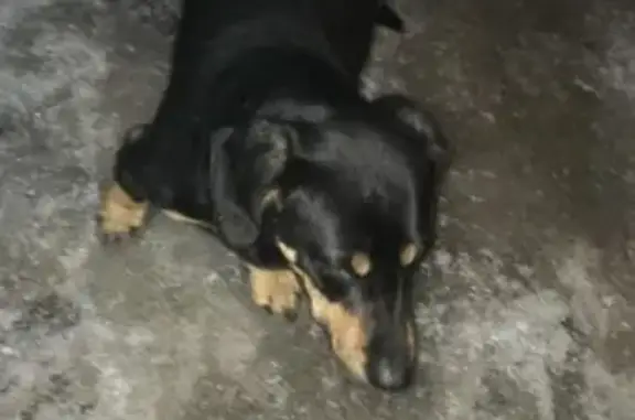 Собака Такса найдена в Уфе