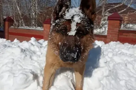 Собаки потеряшки, Томск, фото: Потеряшка Немецкая овчарка в Томске.