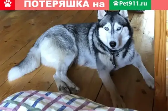 Пропала собака в г. Видное, МО - хаски, черно-белый окрас.