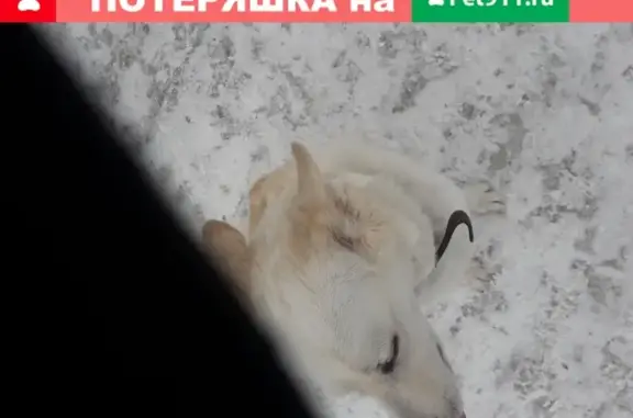 Собака смешанной породы найдена в Новосибирске.