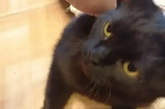 Найдена потерявшаяся кошка на Краснопутиловской, дом 103