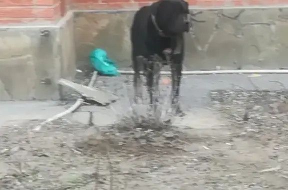 Найдена собака на Токарной, Ростов-на-Дону