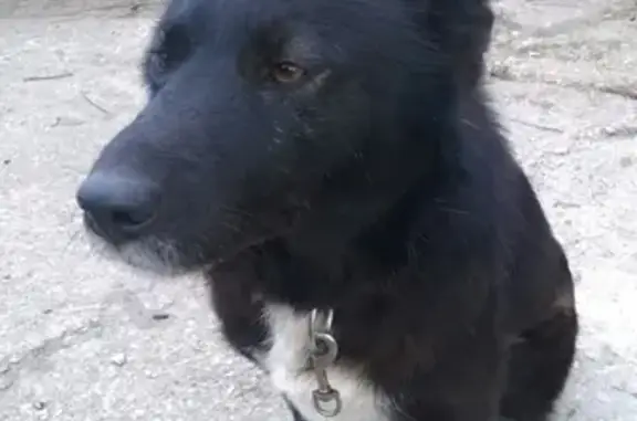 Пропала собака Дунай в районе Сысоево, Рязань