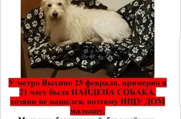 Найдена больная собака в метро Выхино, нуждается в уходе