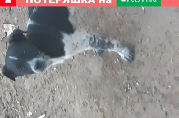 Найден щенок в Волгограде