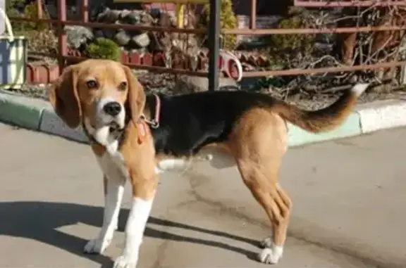 Пропала собака Бигль в Раменском путепроводе