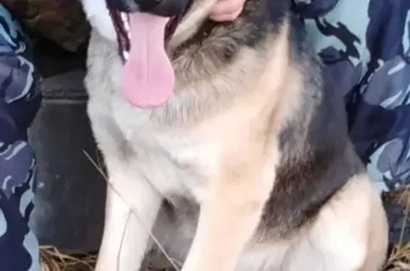 Собаки потеряшки, , фото: Собака потерялась в Воронеже