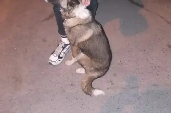 Найдена собака на ул. Катаева в Ростове-на-Дону
