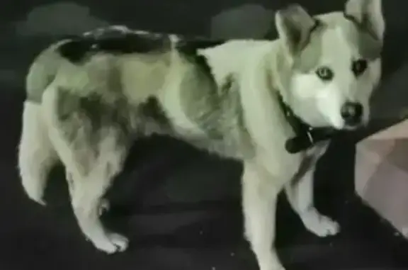 Собака найдена в Москве - SOS!