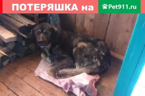 Найден большой пес в д. Будаево, Гагаринский район, Смоленская область.
