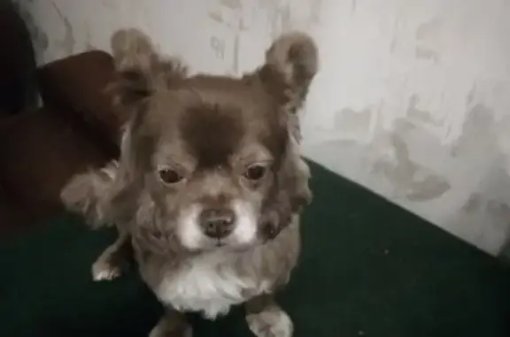 Пропала собака чахуаха в Москве