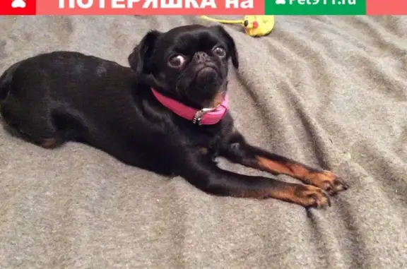 Пропала собака Тося в Казани на площади Свободы