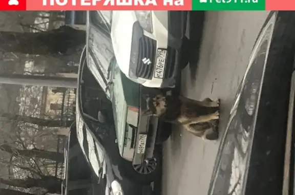 Найдена собака возле дома: Московский проезд, 11