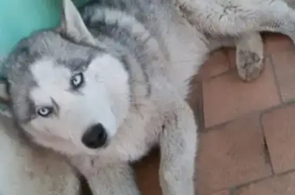 Объявления о пропавших и найденных животных, Ростов-на-Дону, фото: Найден Хаски мальчик на Днепропетровской, 52а