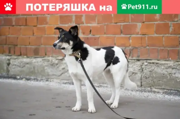 Собаки потеряшки, Химки, фото: Потеряшка собака Моника, вознаграждение, Ивакино-Покровское.