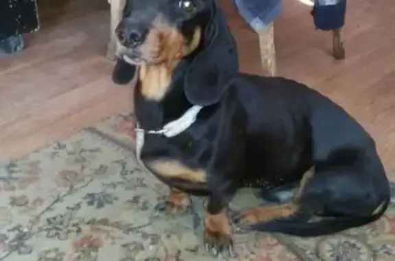 Объявления о пропавших и найденных животных, Ростов-на-Дону, фото: Найдена такса на ул. Днепропетровская 52а