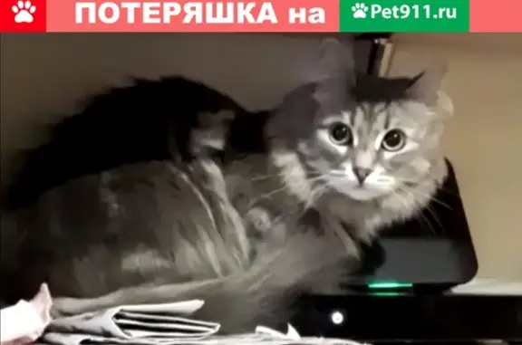 Пропала кошка Сильва в Москве на проезде Шокальского