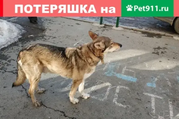 Найдена собака на Шефской, 65 в Екатеринбурге