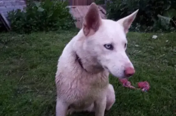 Пропала собака Метис хаски в Кирово-Чепецком районе