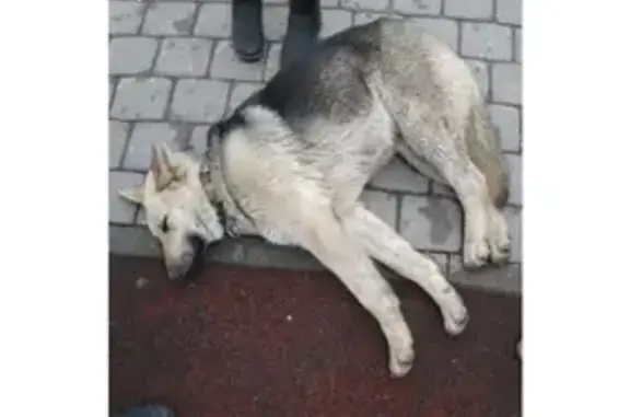 Найдена собака в Развилке, похожа на немецкую овчарку