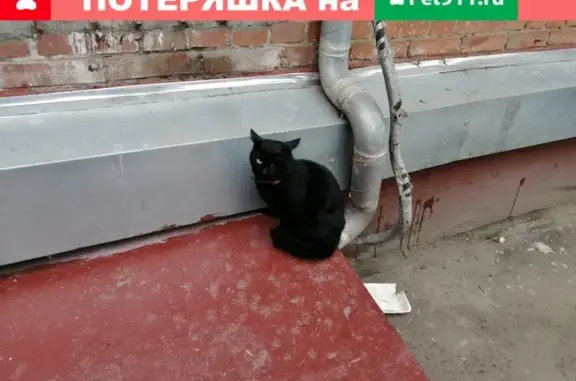 Найден домашний кот в Тимирязевском районе, адрес: Дмитровское шоссе, 46к1