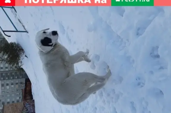Собака найдена на улице Толстого во Владивостоке