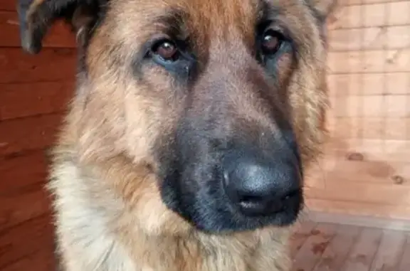 Найдена собака на Оренбургском тракте, ищем хозяев.