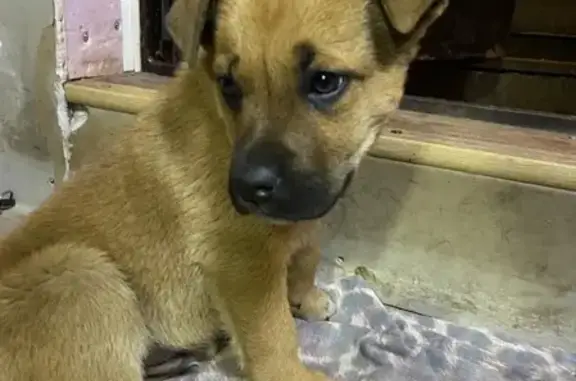 Собака Мальчик найдена в Красноярске.