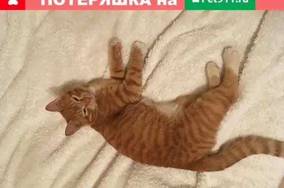 Найден молодой игривый кот возле подъезда в Москве.