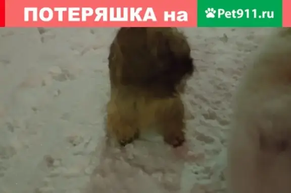 Собака-Йорк с ошейником найдена в Кемерово