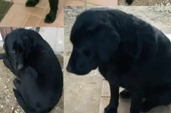 Найдена черная собака в Воскресенске.