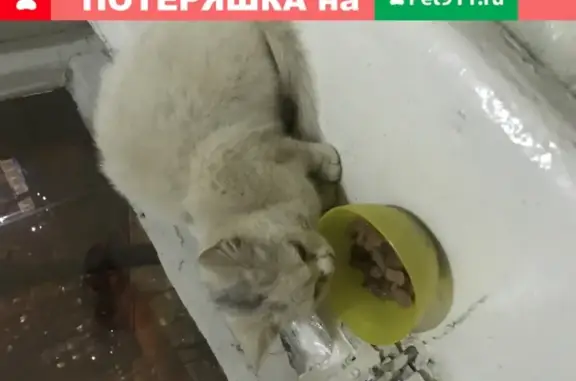 Белая кошка с серым пятном на голове найдена в Москве