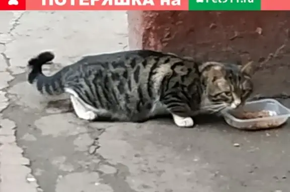 Найдена кошка рядом с кормежкой в Москве