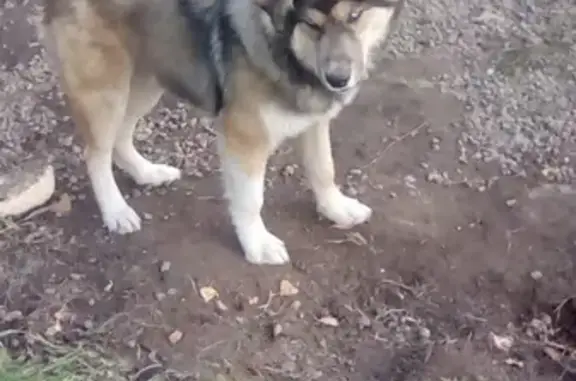 Собаки потеряшки, Томск, фото: Потеряшка собака Хан в районе Бактина, Томск