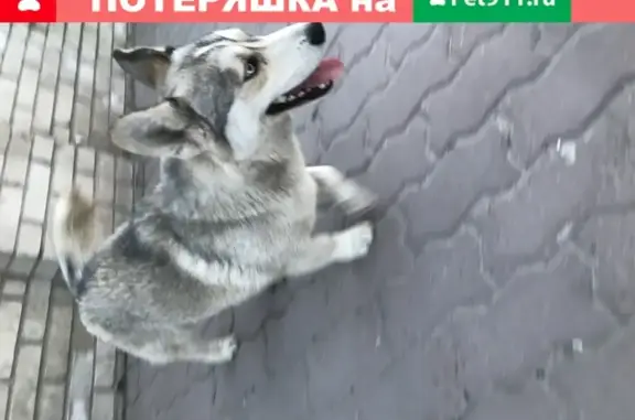 Собака-корги-хаски найдена в Ростове, ул. Собино 21
