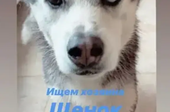 Найдена девочка-собака на ул. Воронцовской