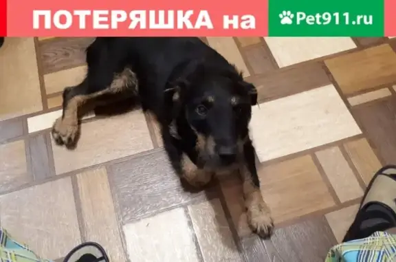 Пропала собака Тося в Молзино, Ногинск.