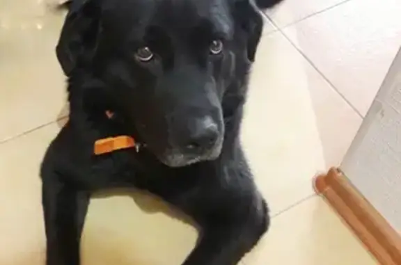 Найдена собака на заправке в Верхнесадовом