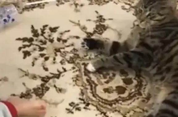 Кошки потеряшки, Ярославль, фото: Потеряшка кошка в Ярославле, Чёрная Грива