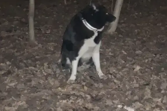 Собака в ошейнике ждет хозяев в Измайловском парке