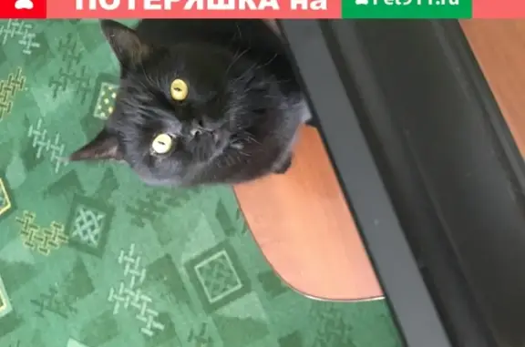 Пропала кошка в Таганроге на 20-м переулке
