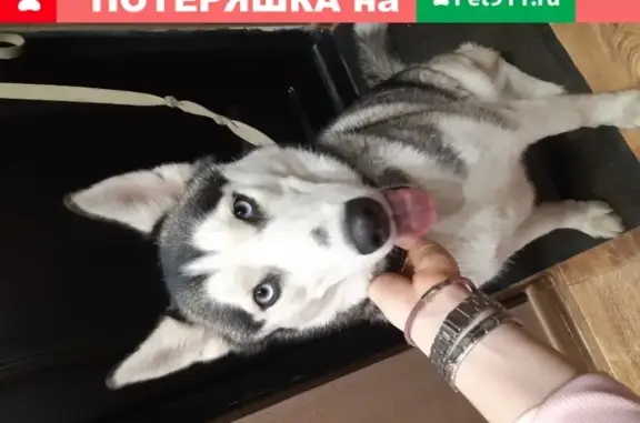 Собака Хаски найдена в Хабаровске на ул. Суворова